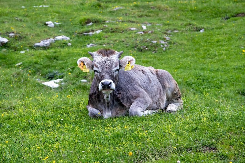 Cow