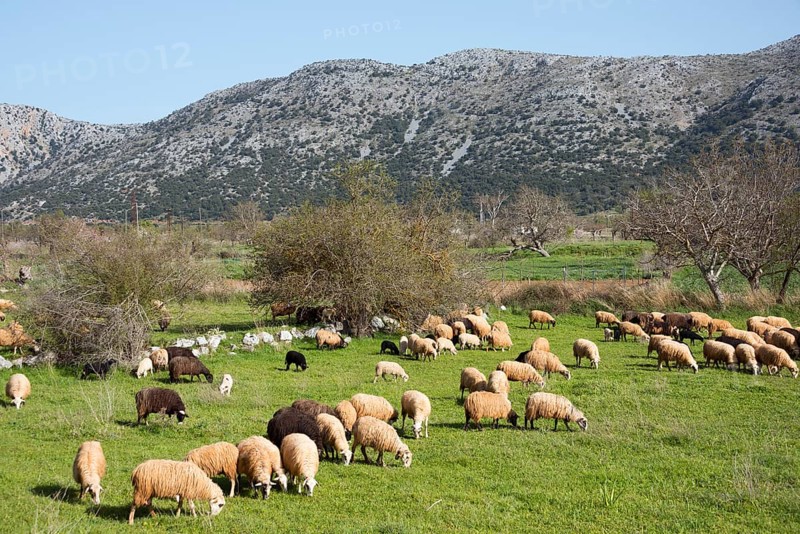 Sheep near Agios Konstantinos