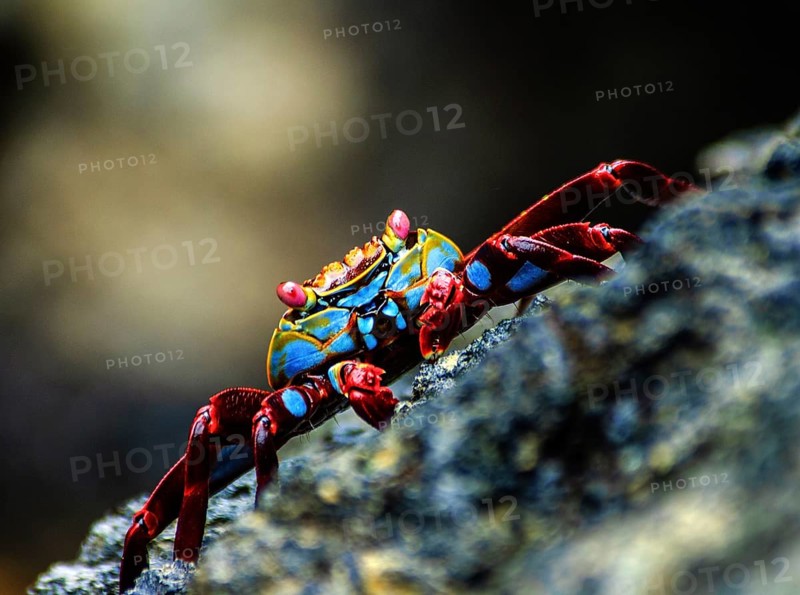 Red rock crab