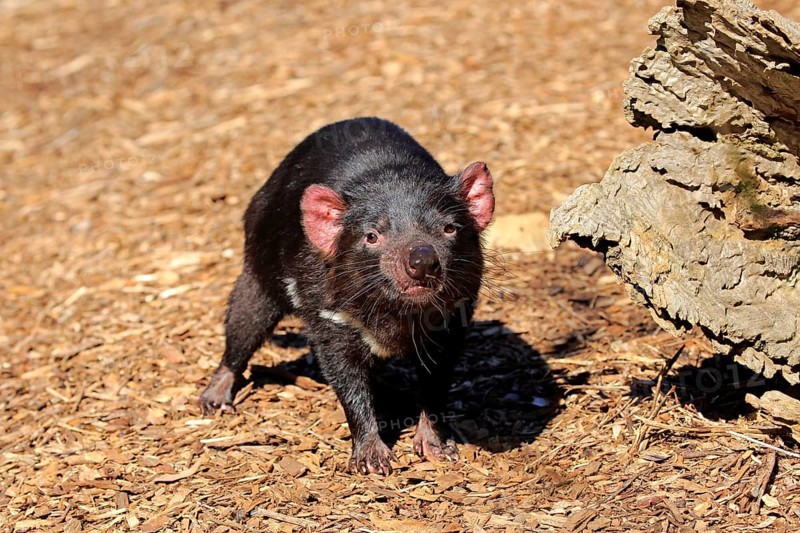 Tasmanian devil