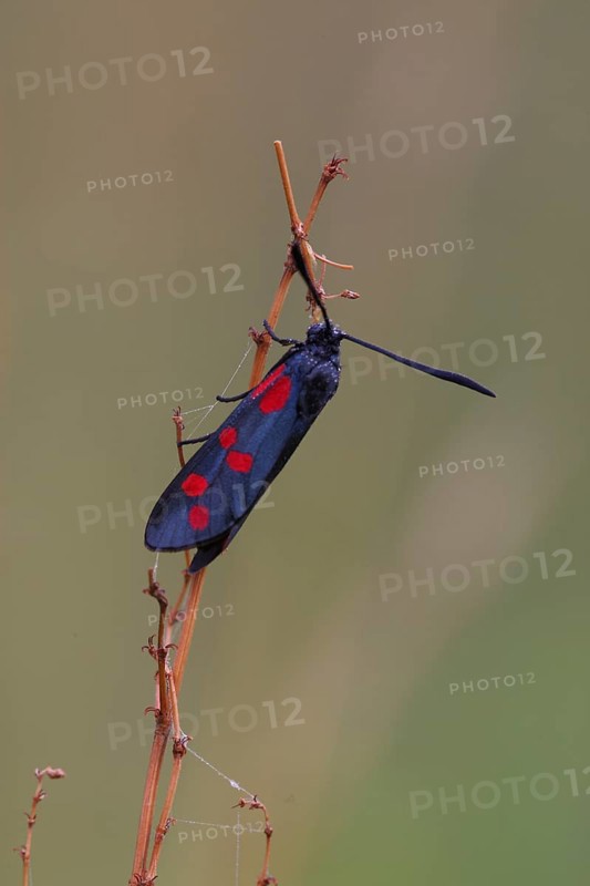 Six-spotted Widow