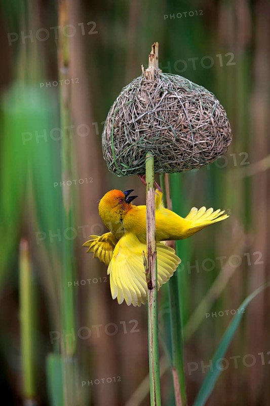 Yellow-bellied weaver