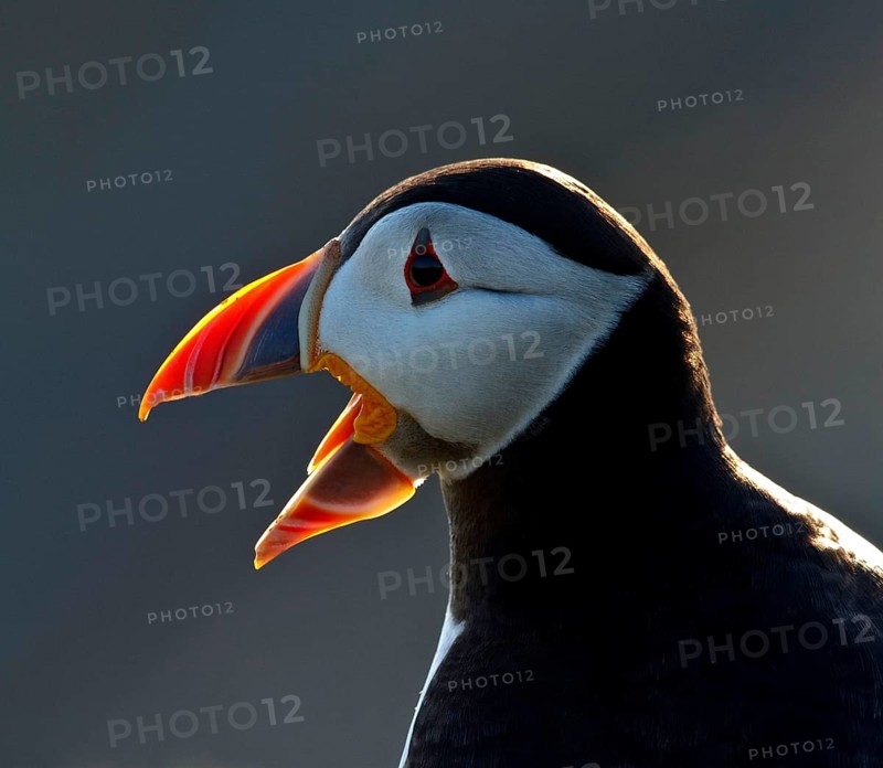 Puffin