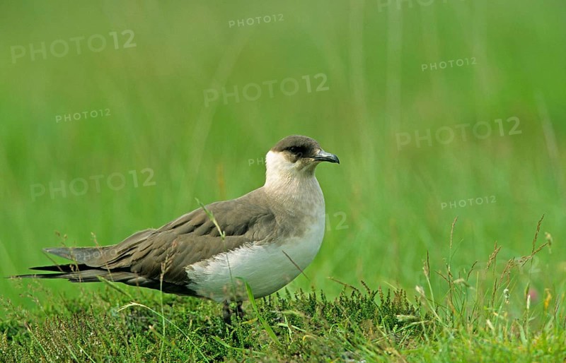 Arctic skuas