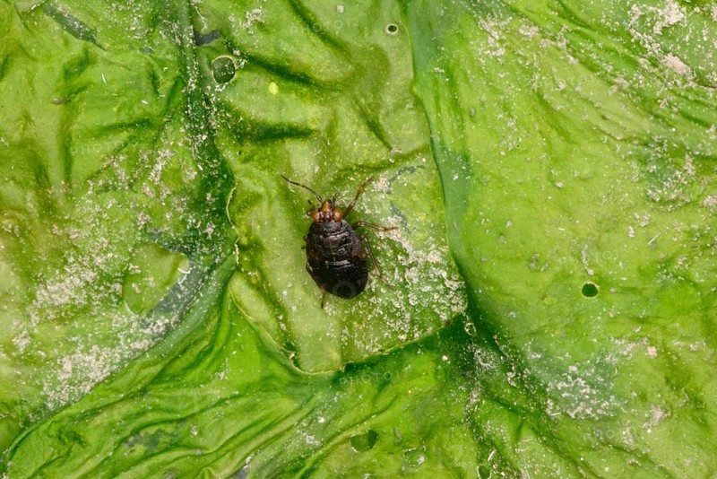 Common jumping bug