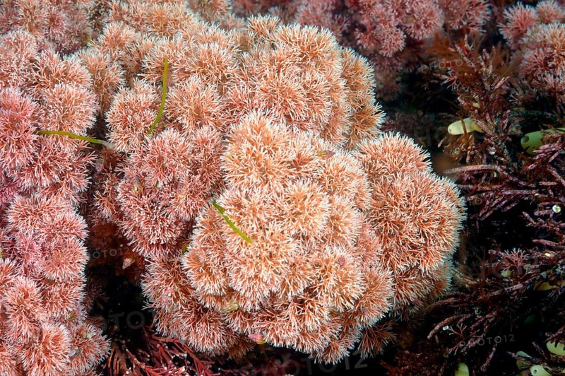Coralline algae
