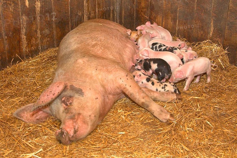 Domestic Pig