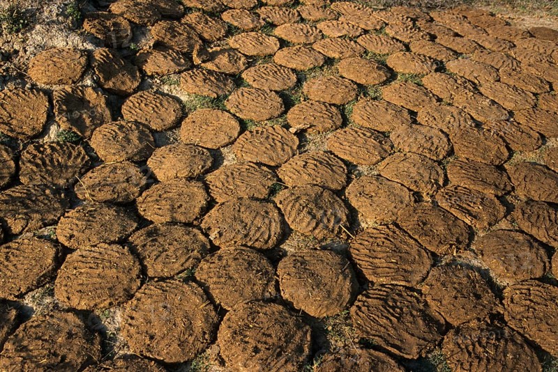 Drying cow dung used as fuel