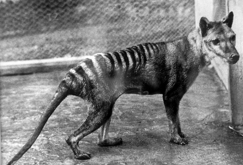 Tasmanian wolf