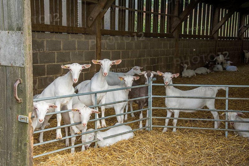 Domestic Goat