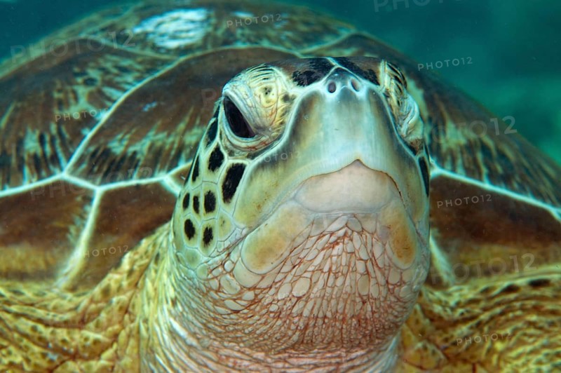 Green Turtle