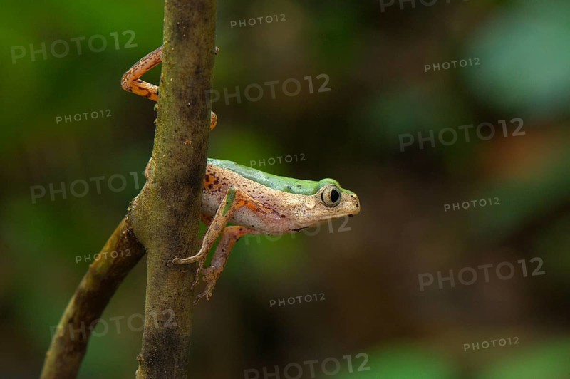 Tree Frog