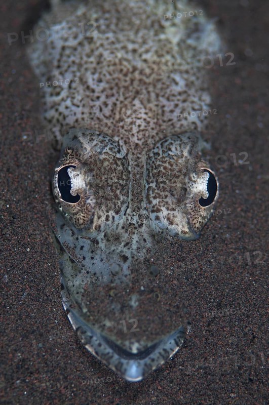 Welander's Flathead