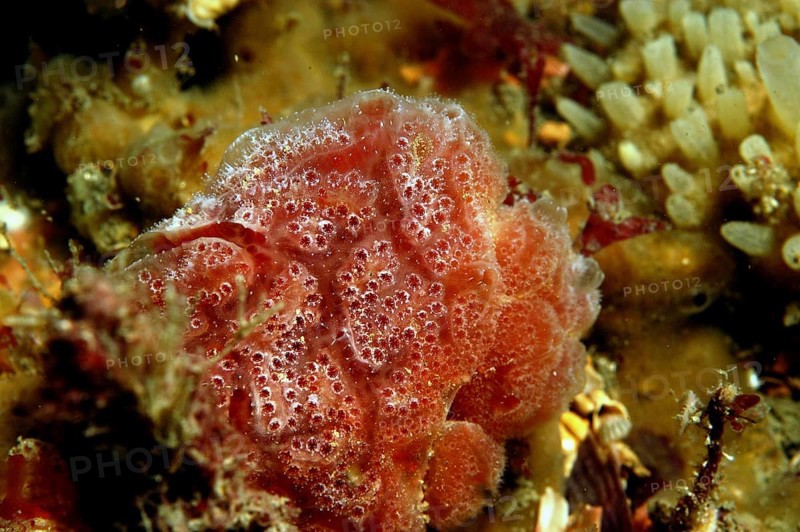 Sea squirt
