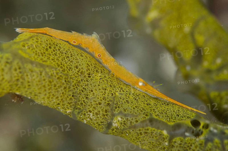 Adult Tozeuma shrimp
