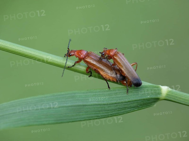 Common Red Soldier Beetle