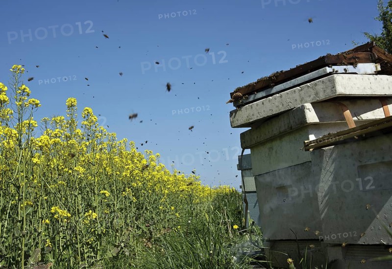 Bee keeping