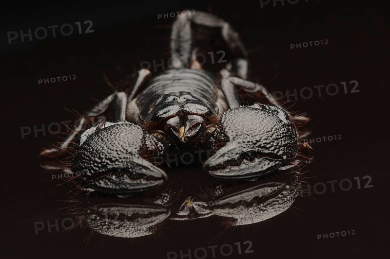 Emperor Scorpion