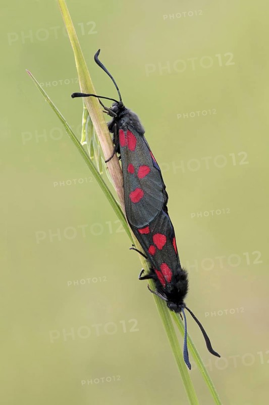 Five-spot Burnet