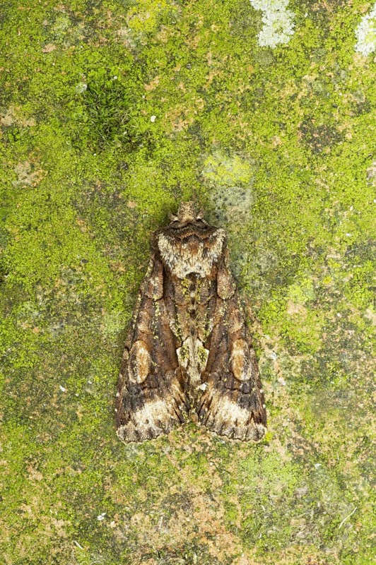 Green-brindled Crescent