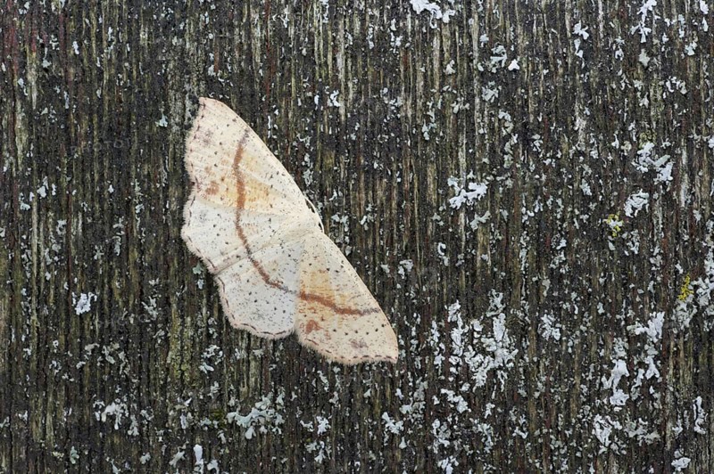 Spotted Oak Girdlewing Moth