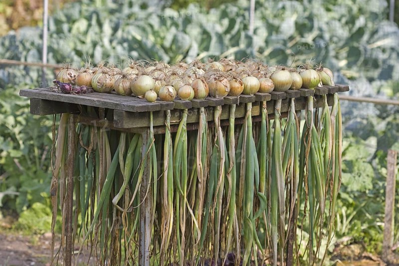Onion