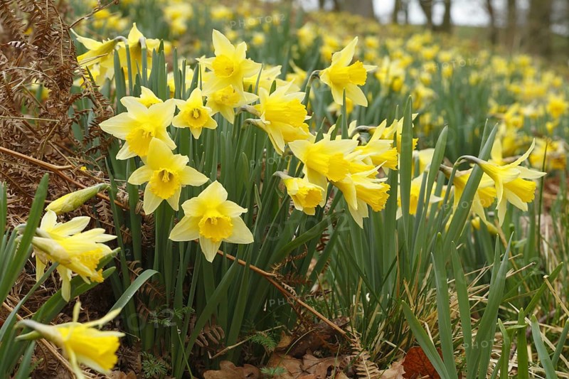 Yellow narcissus