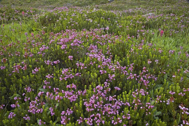 Flowering red heath