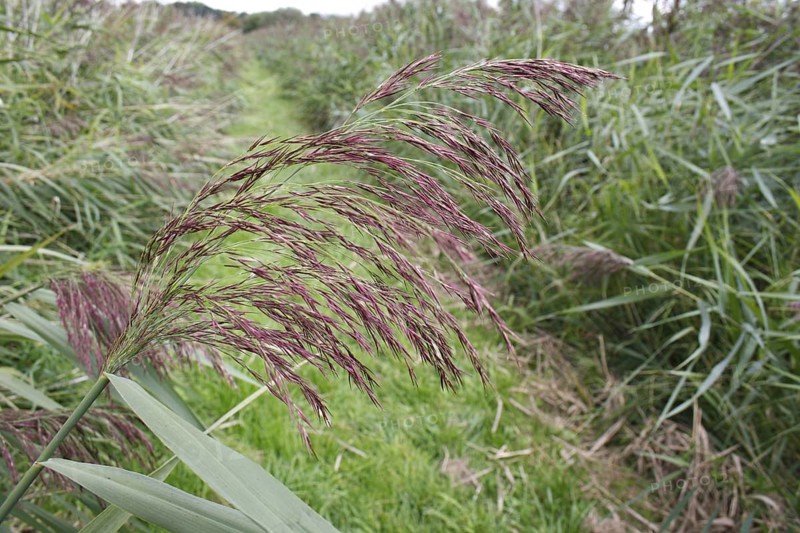 Common common reed