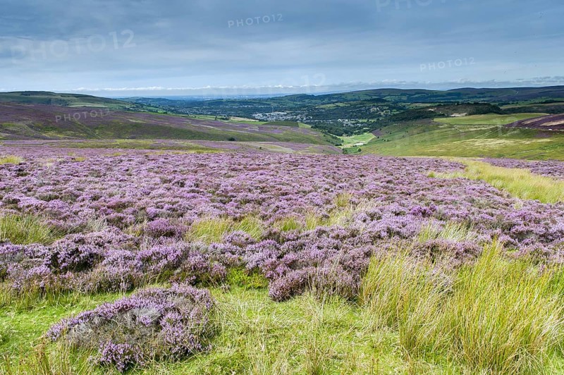 Flowering common heather