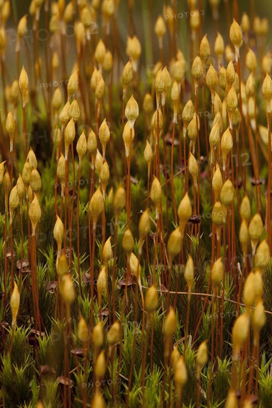 Maiden Hair Moss