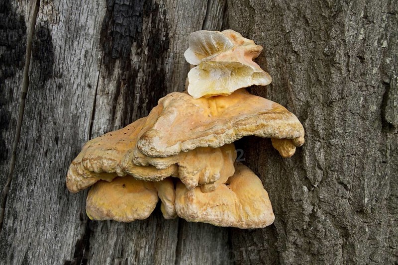 Chicken of the woods