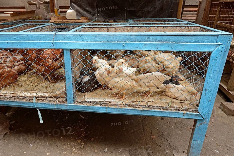 Domestic chickens for sale