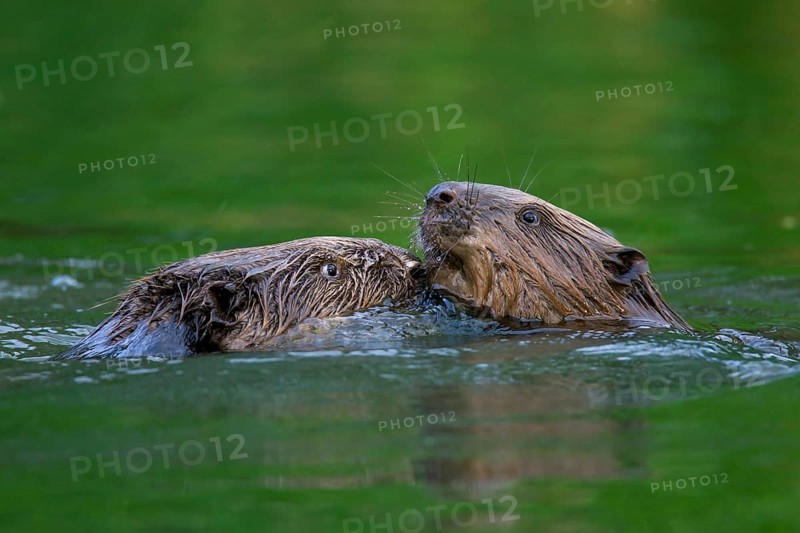 Close-up of two Eurasian beavers