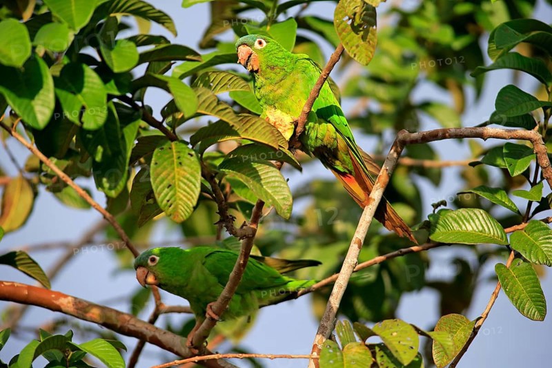 Blue-capped Parakeet