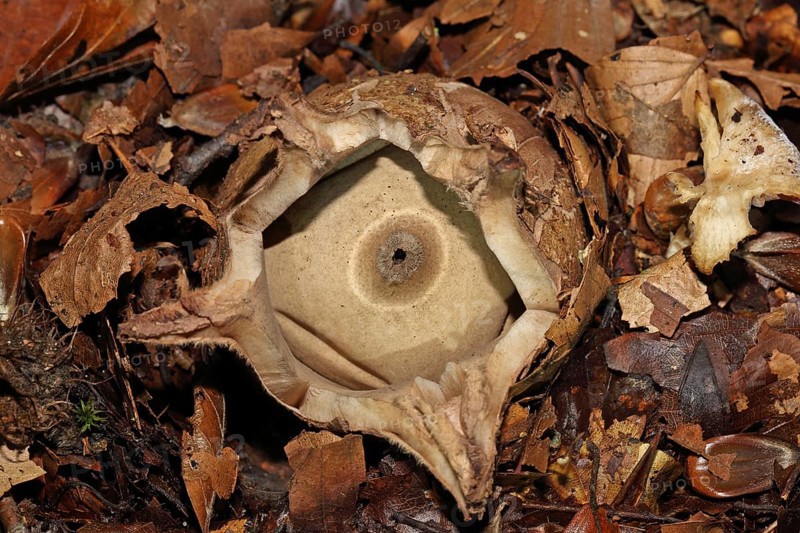 Ruffed Earth Star