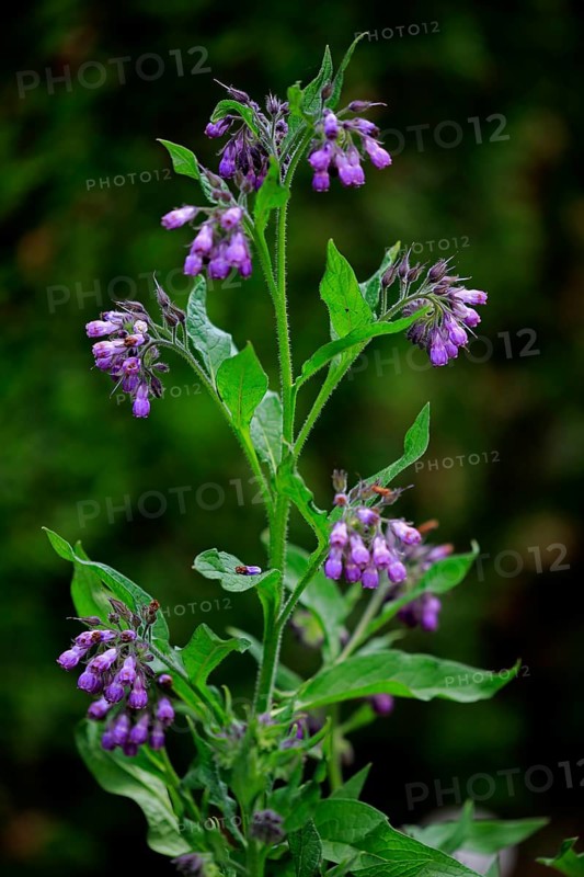 Common common comfrey