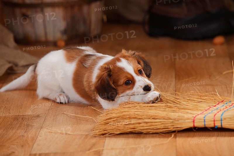 Kooikerhondje