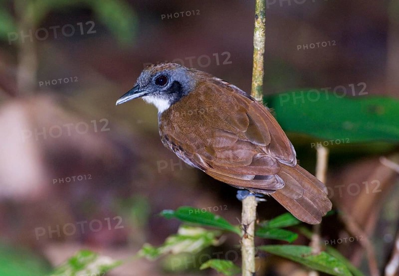 Bicoloured Antbird