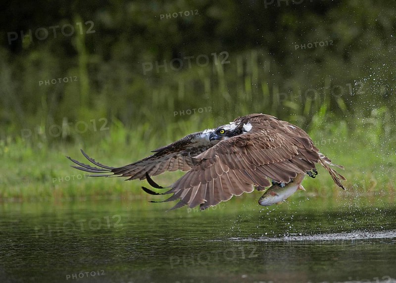 Osprey