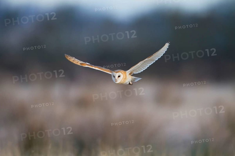 Common barn owl