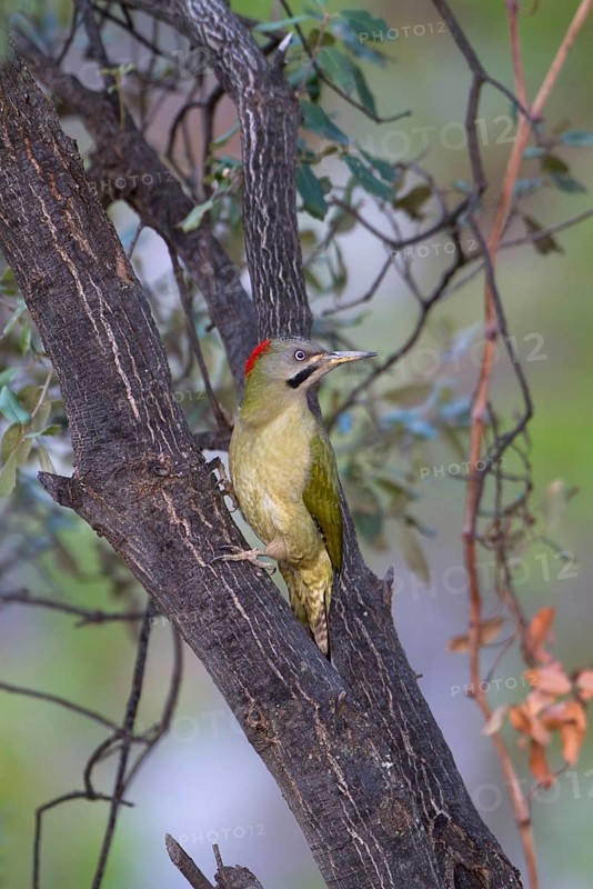 Levaillant's Woodpecker