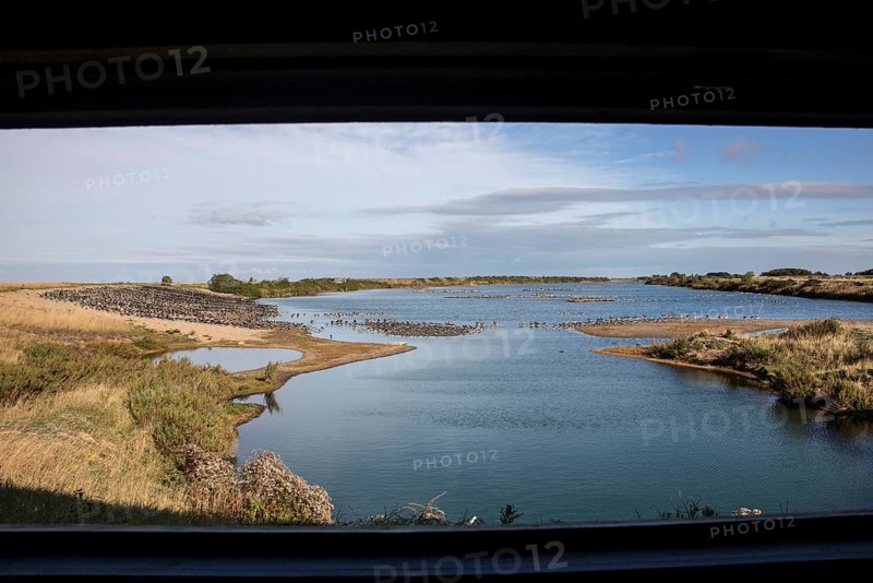 Looking north from the Sanctuary hide at RSPB Snettisham over oystercatchers and greylag geese roosting on the autumn tide