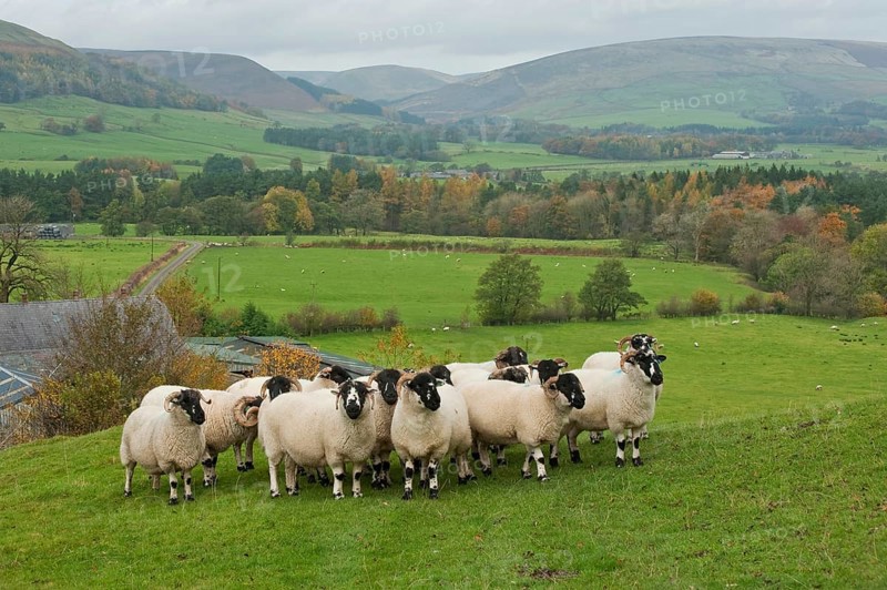 Domestic sheep