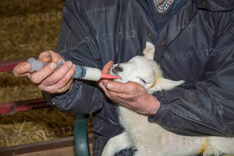 Sheep farming