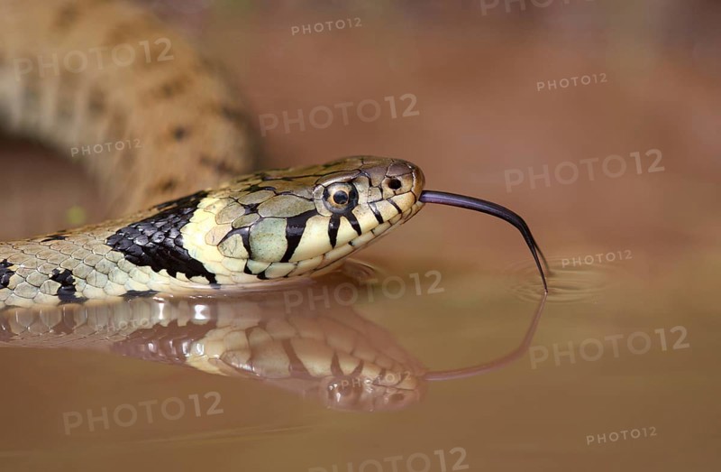 Grass Snake
