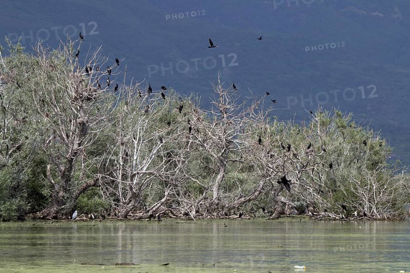 Cormorant nesting colony at Lake Kerkini Northern Greece