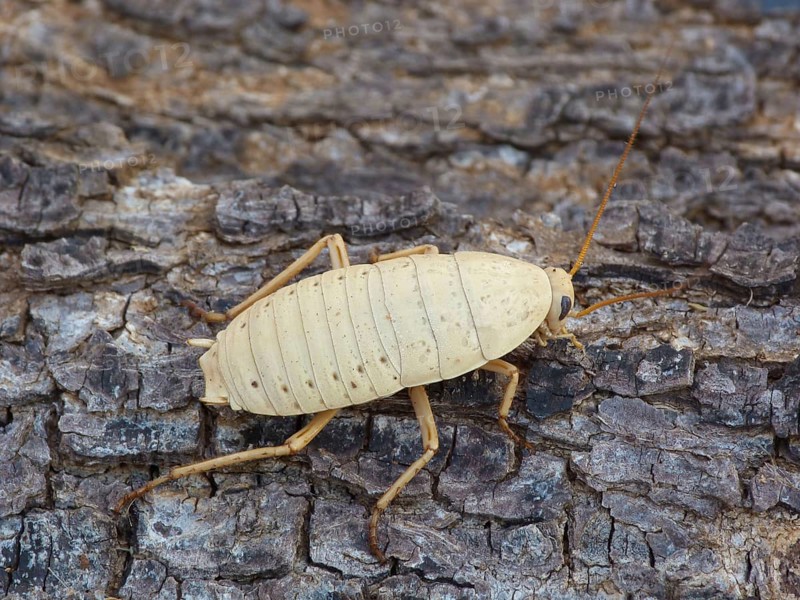 Adult bush cockroach