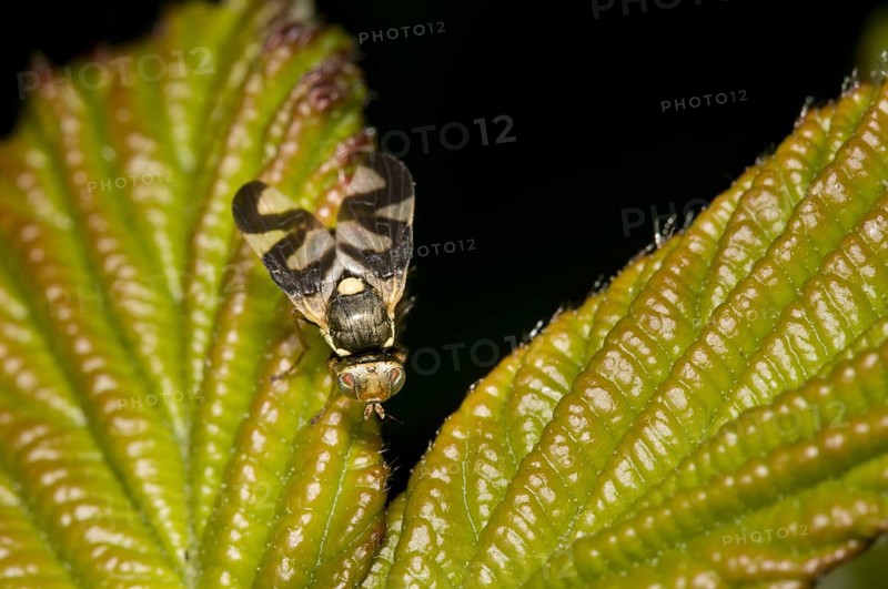 Canada thistle gall fly