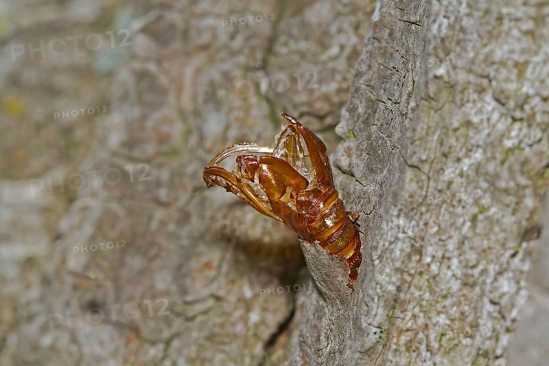 Aegeria apiformis